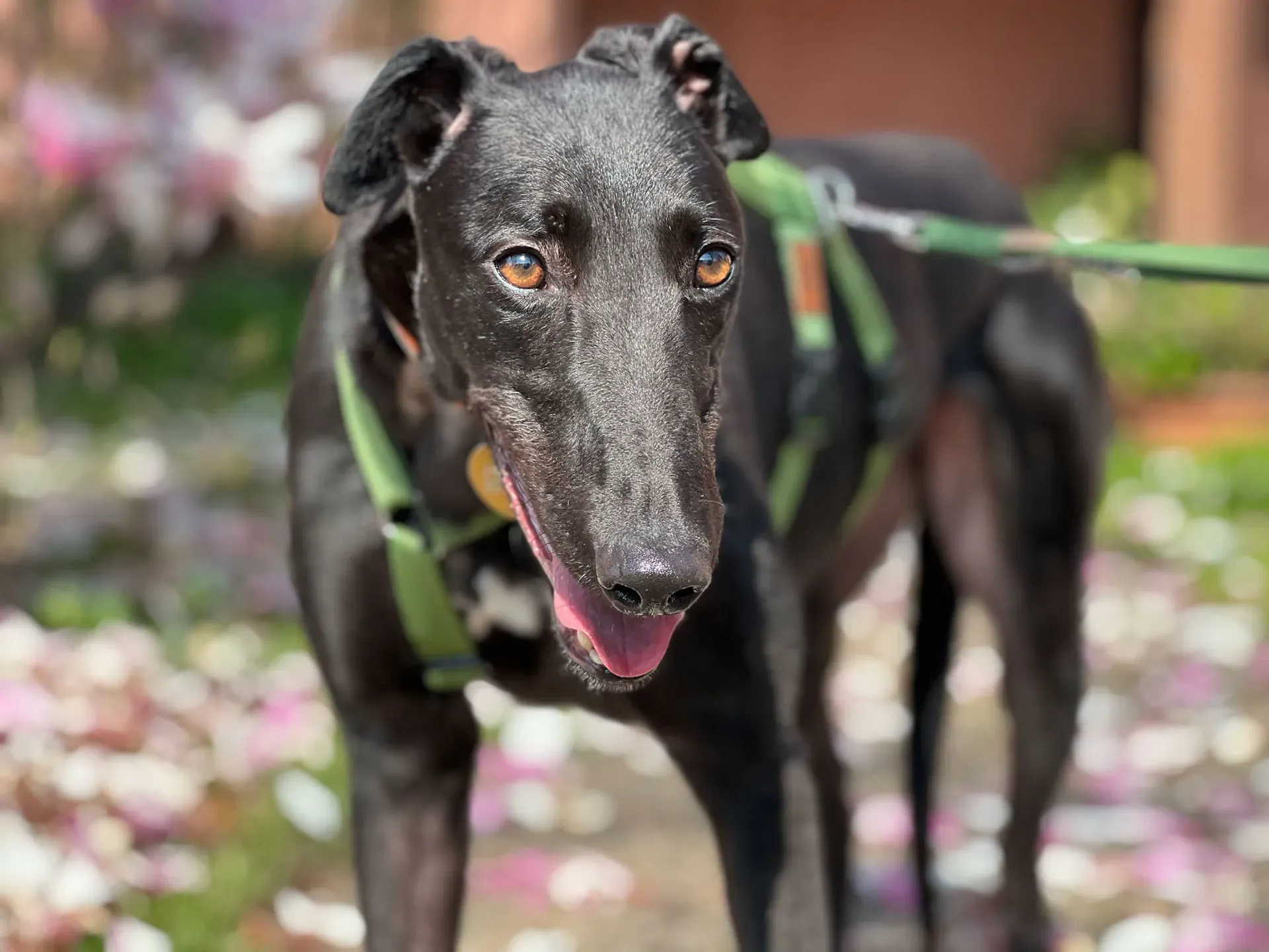 Bono greyhound maschio neo cane adozione levriero2