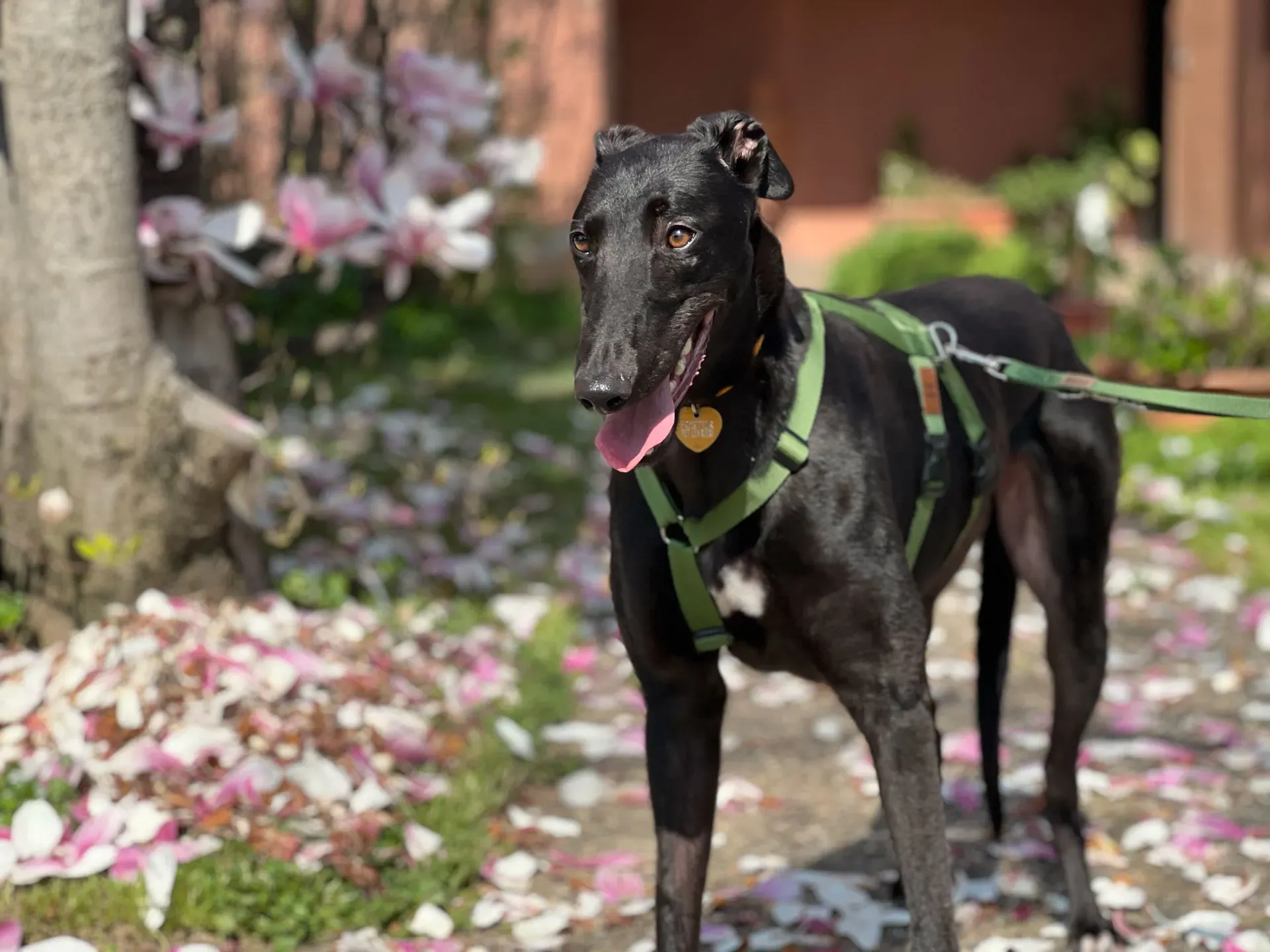 Bono greyhound maschio neo cane adozione levriero3