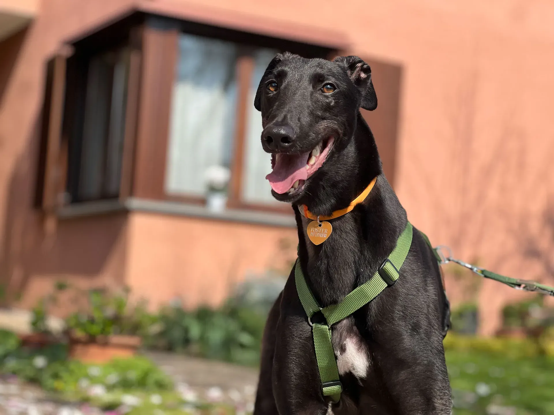 Bono greyhound maschio neo cane adozione levriero4