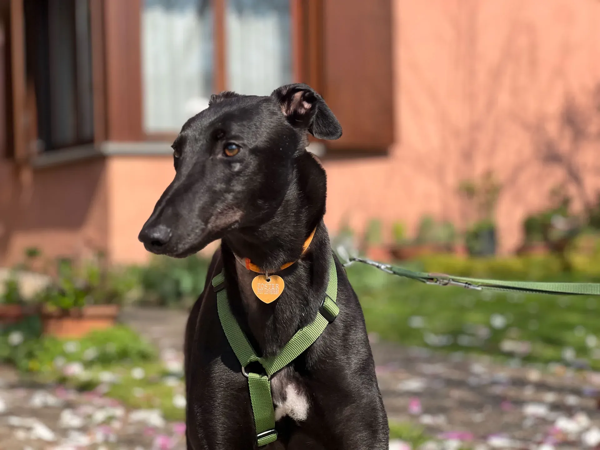 Bono greyhound maschio neo cane adozione levriero5