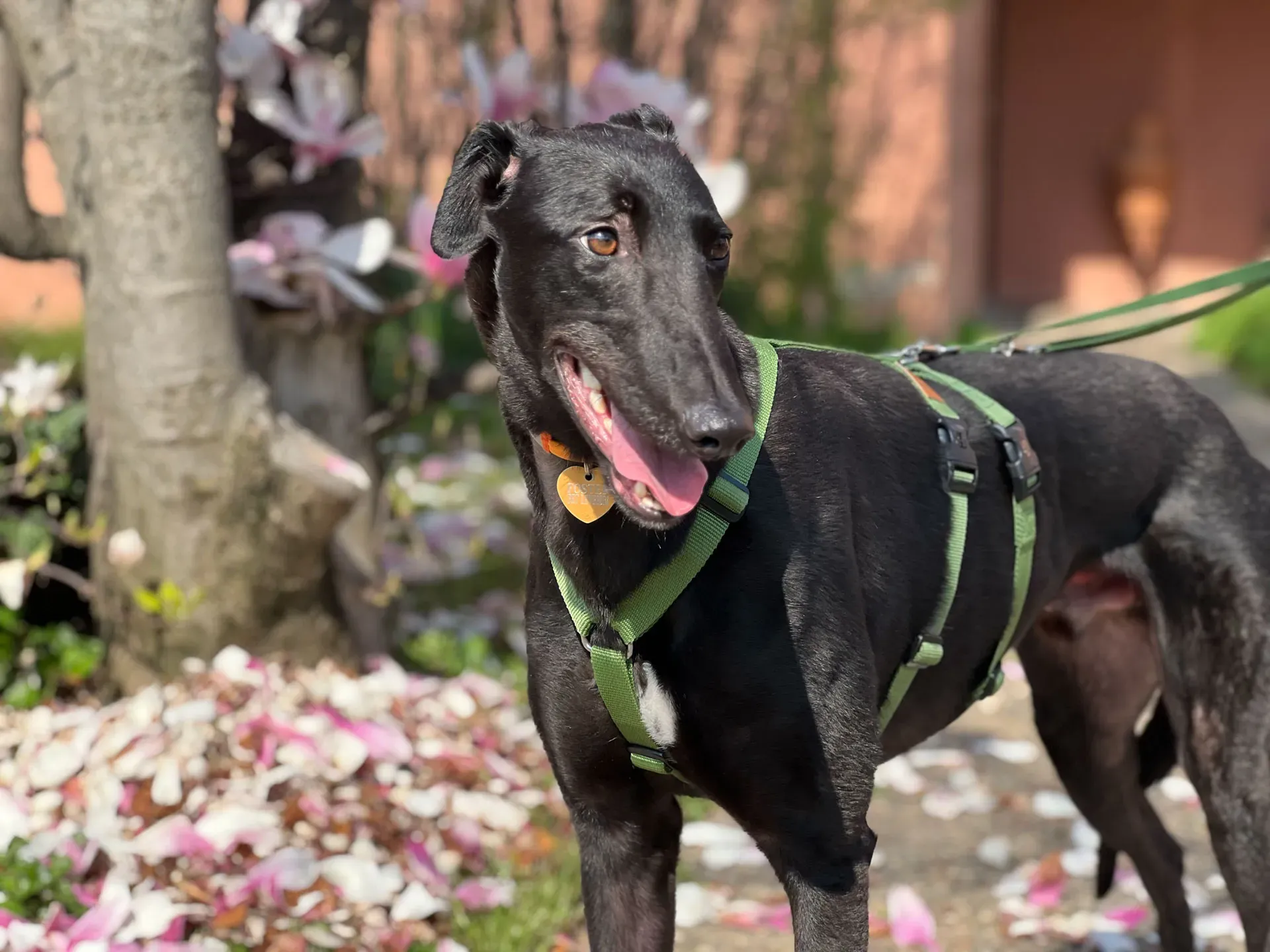 Bono greyhound maschio neo cane adozione levriero6