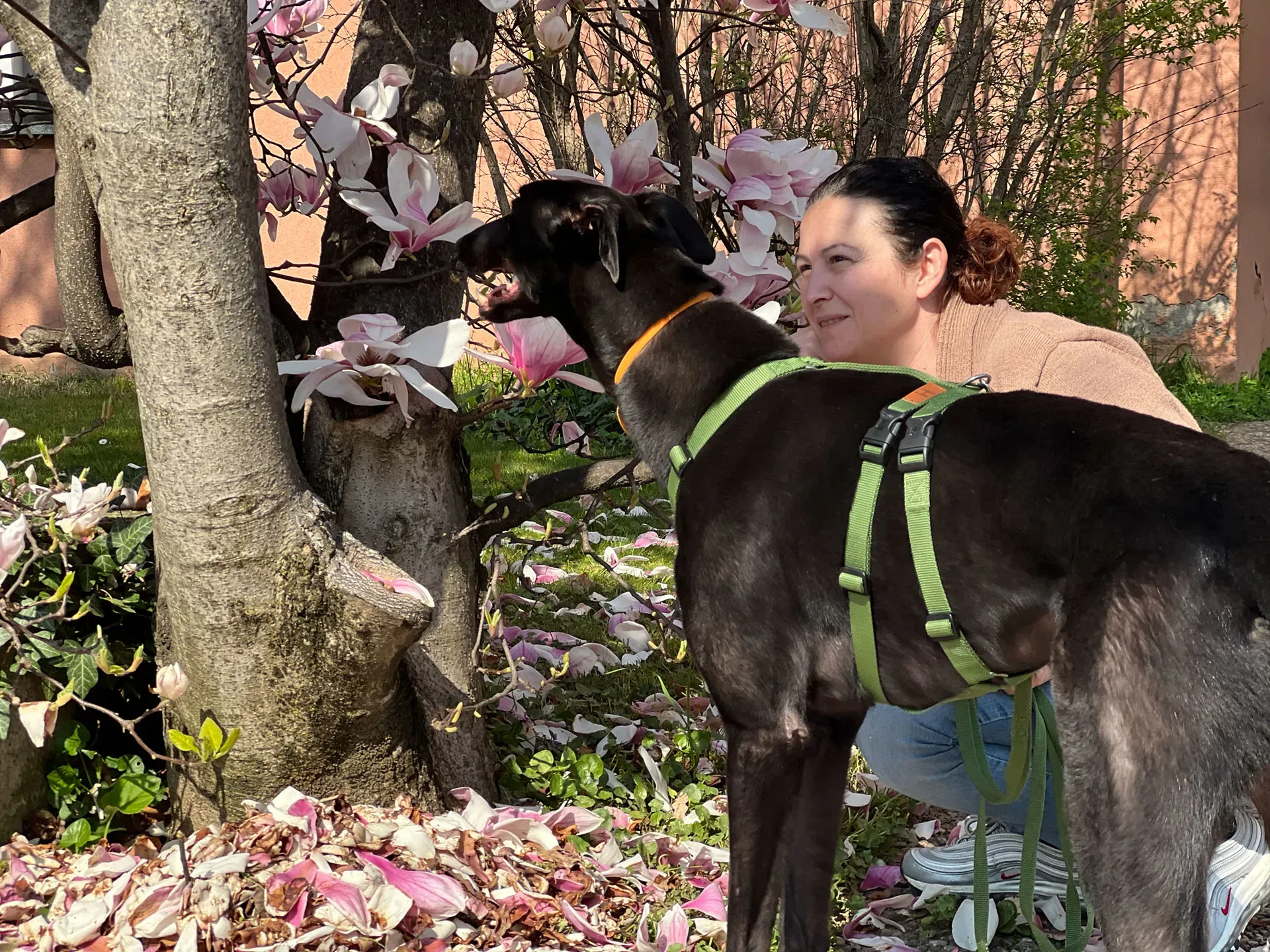 Bono greyhound maschio neo cane adozione levriero7