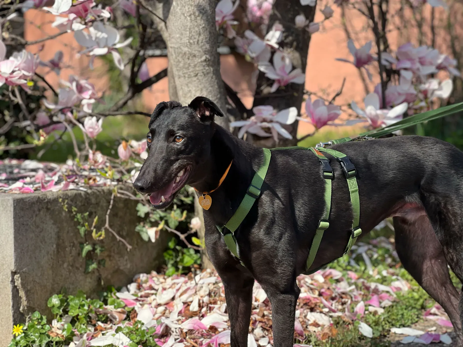 Bono greyhound maschio neo cane adozione levriero8