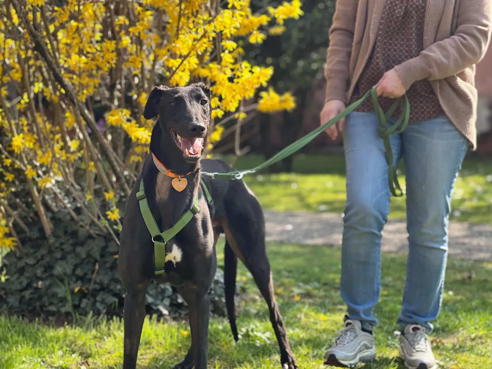 Bono greyhound maschio neo cane adozione levriero9
