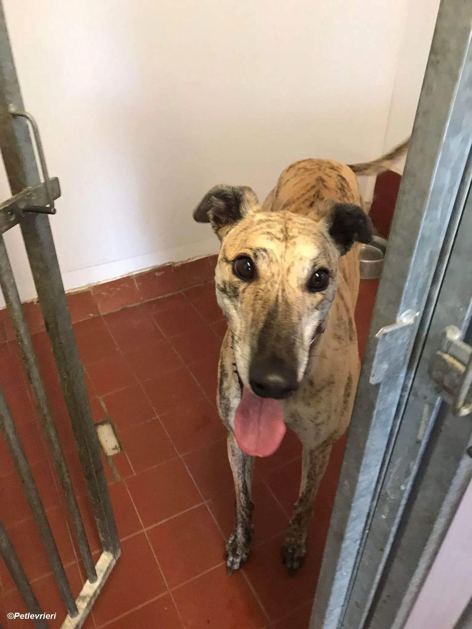 Bonsai adozione levrieri greyhound 1