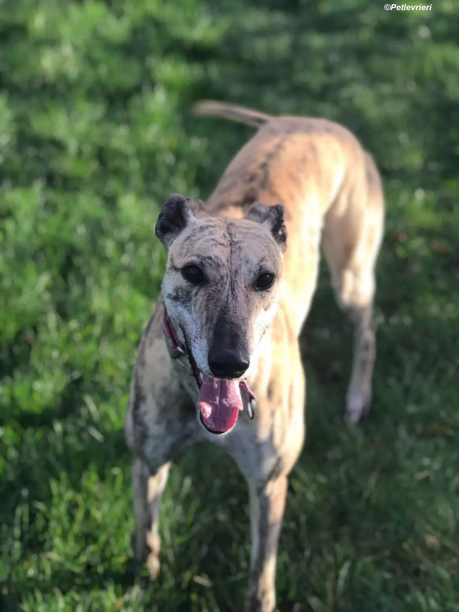Bonsai adozione levrieri greyhound 2