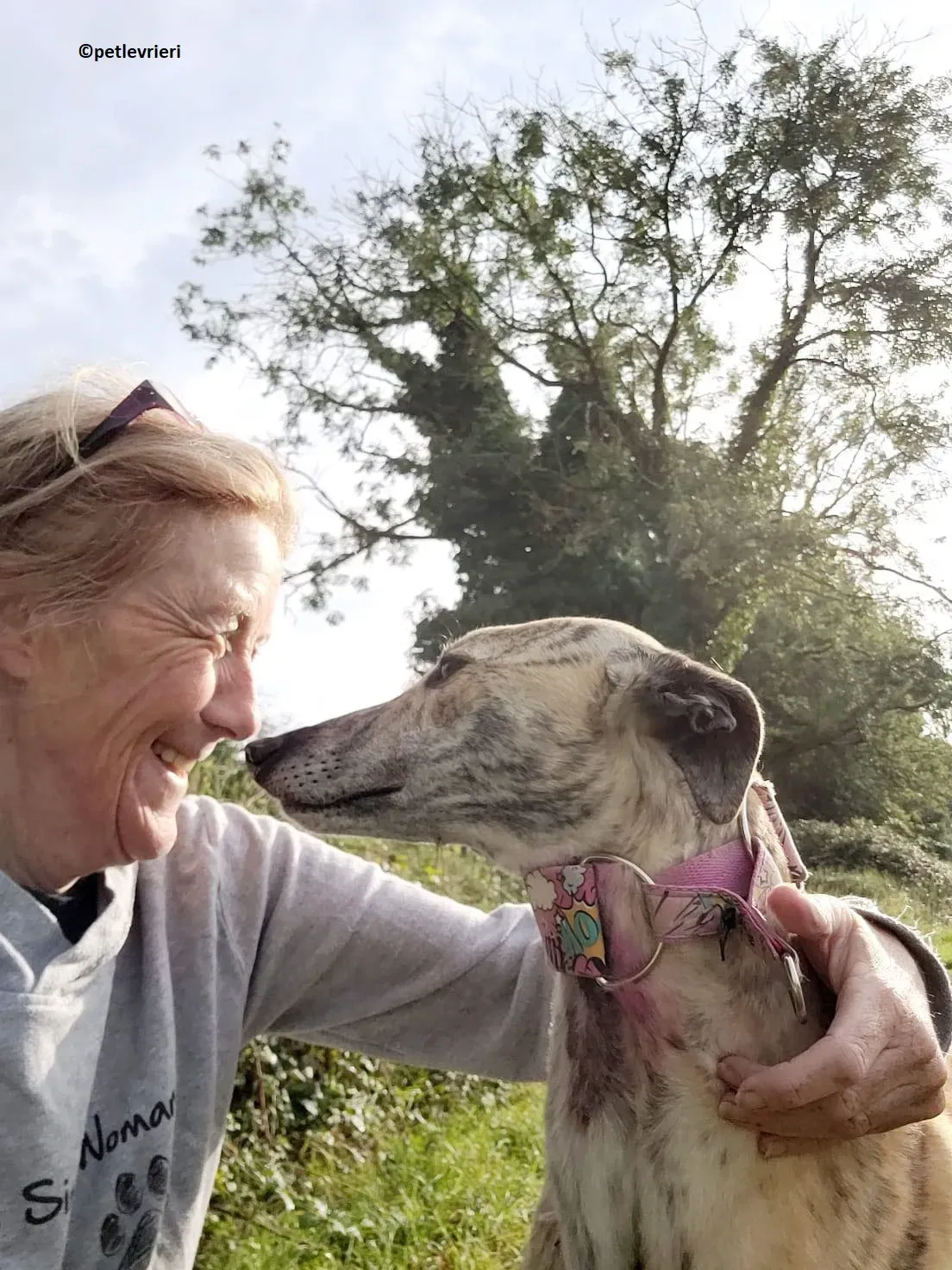 Bonsai adozione levriero greyhound 1