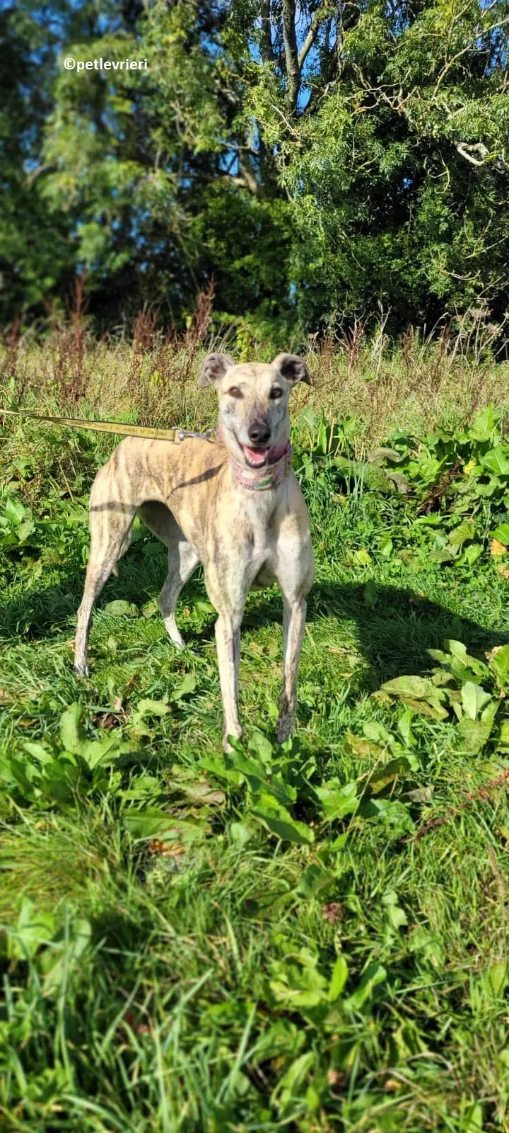 Bonsai adozione levriero greyhound 2