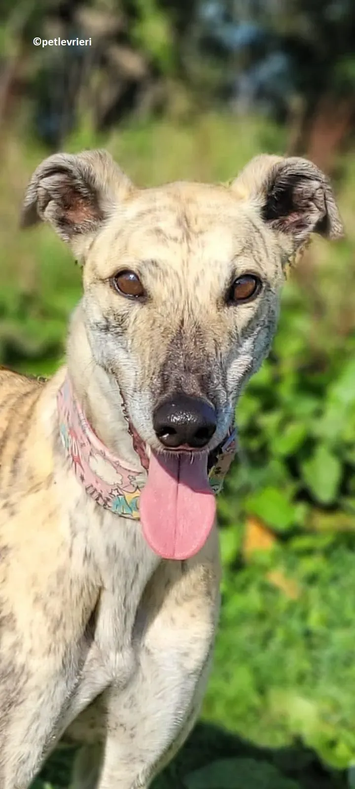 Bonsai adozione levriero greyhound 3