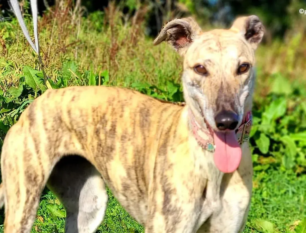 Bonsai adozione levriero greyhound 4 e1663159168272