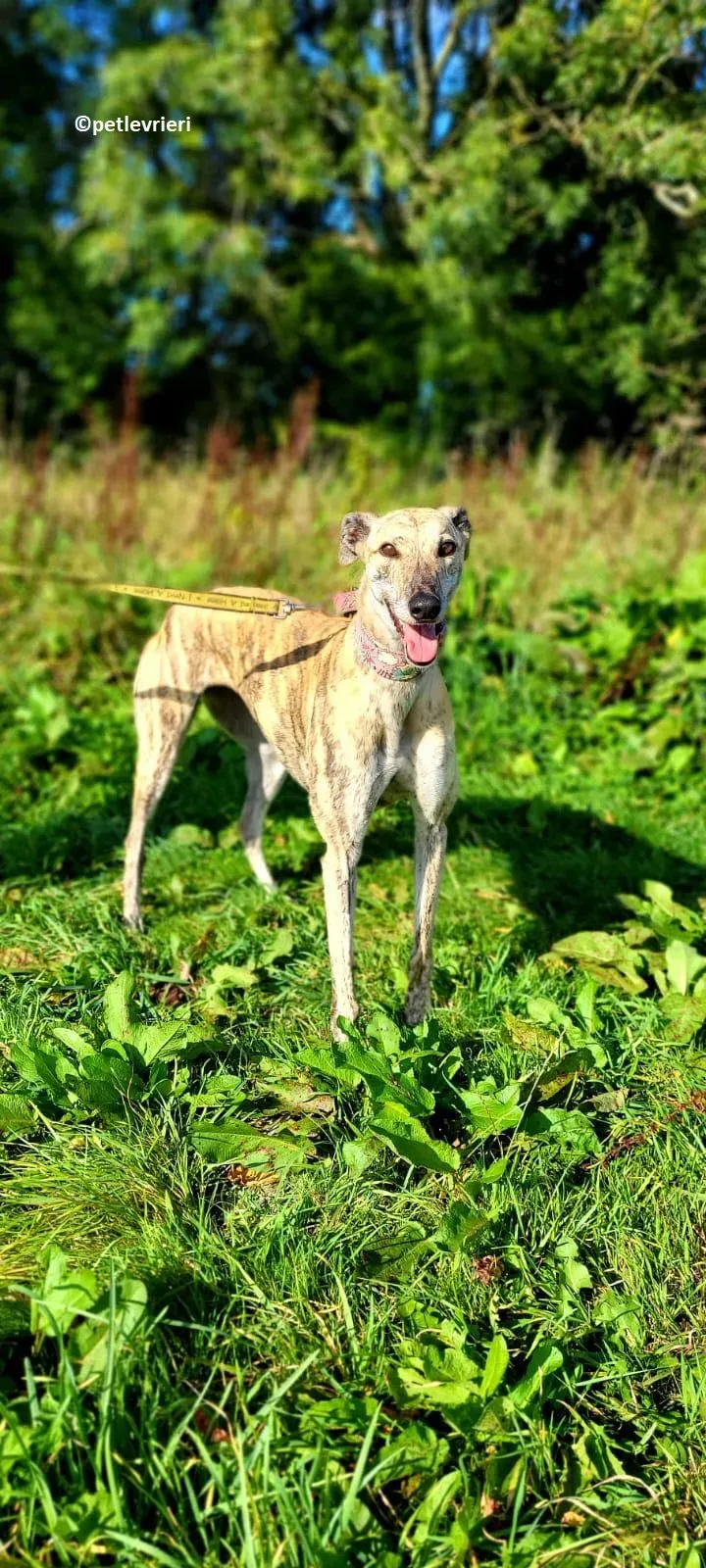 Bonsai adozione levriero greyhound 5