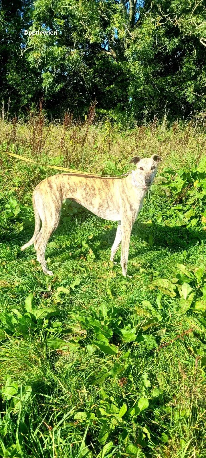 Bonsai adozione levriero greyhound 6