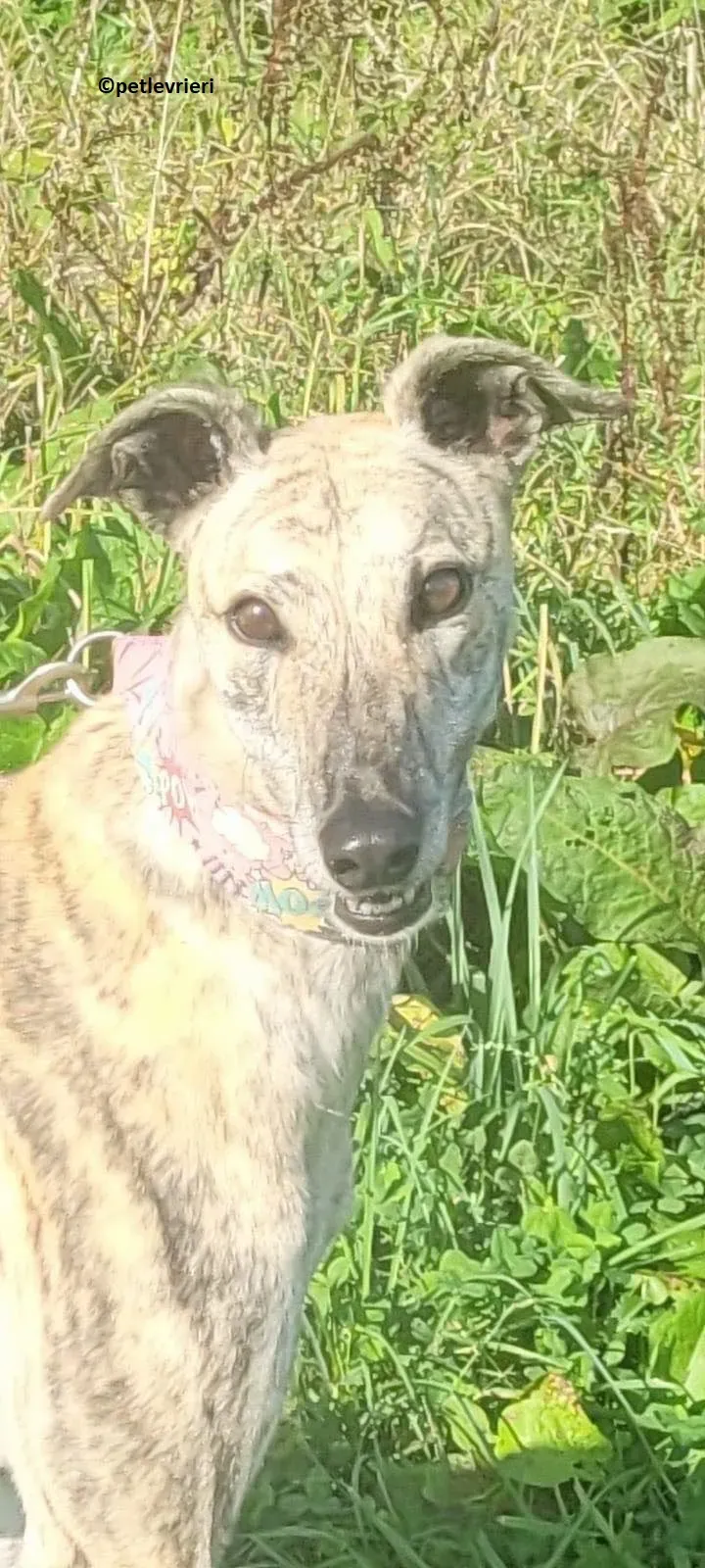 Bonsai adozione levriero greyhound 7