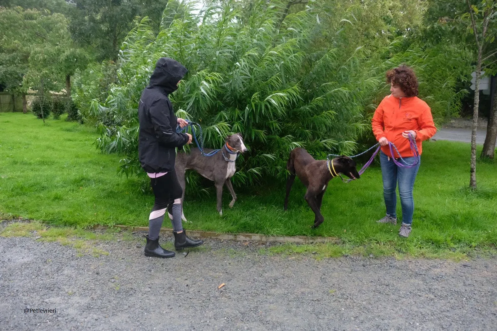 Boots Farlow Greyhound Black Adpzione Levrieri 23 1