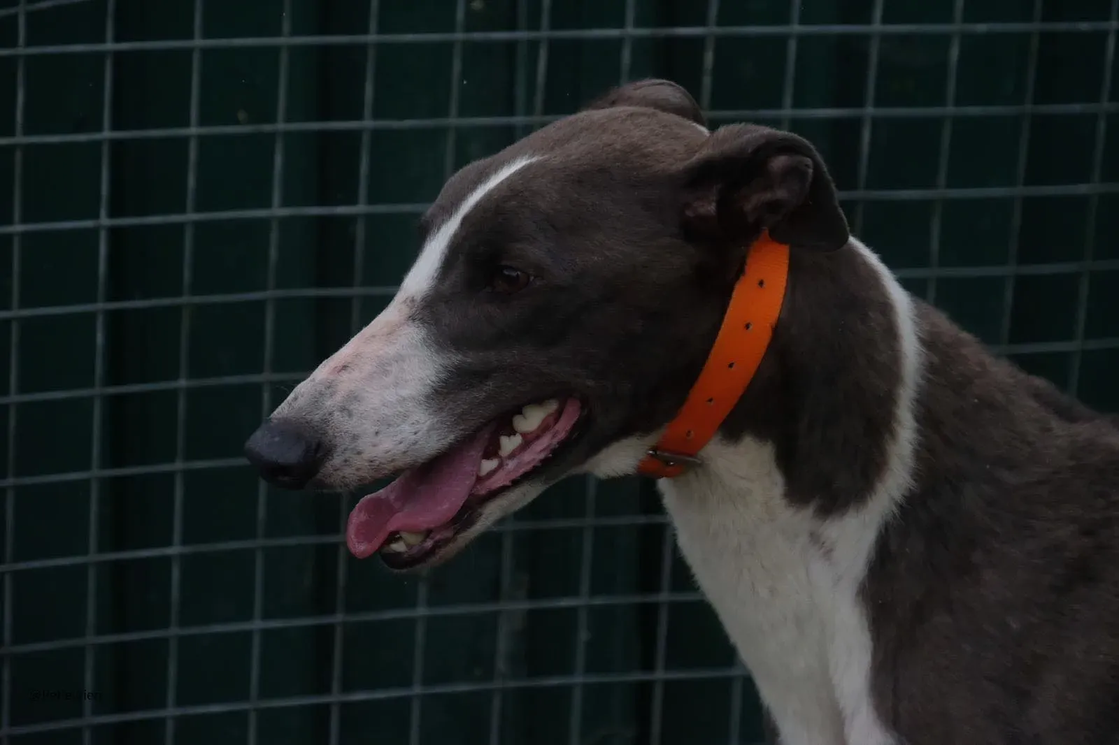 Boots Greyhound Adozione levrieri 1