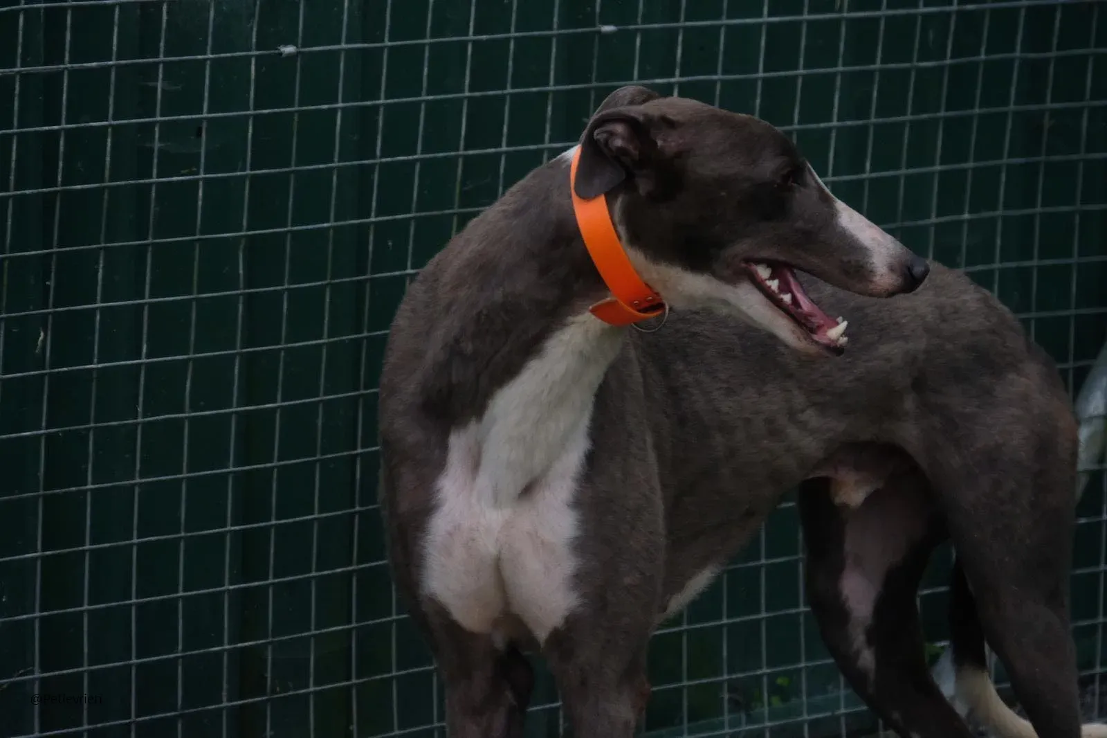 Boots Greyhound Adozione levrieri 10