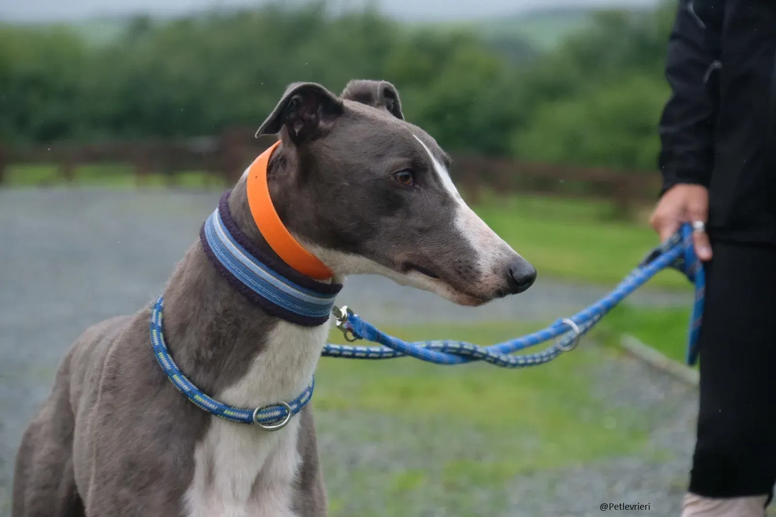 Boots Greyhound Adozione levrieri 11