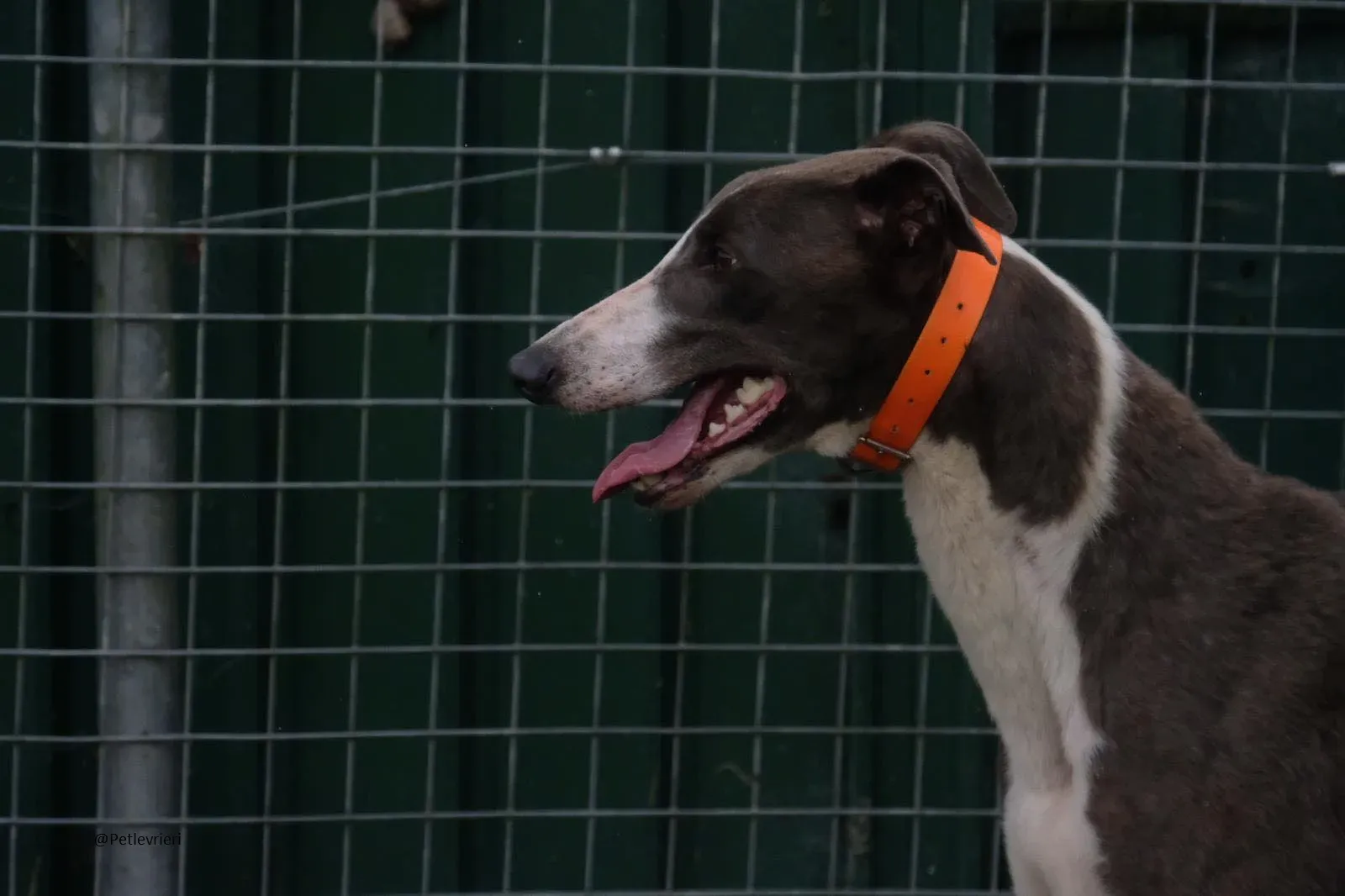 Boots Greyhound Adozione levrieri 13