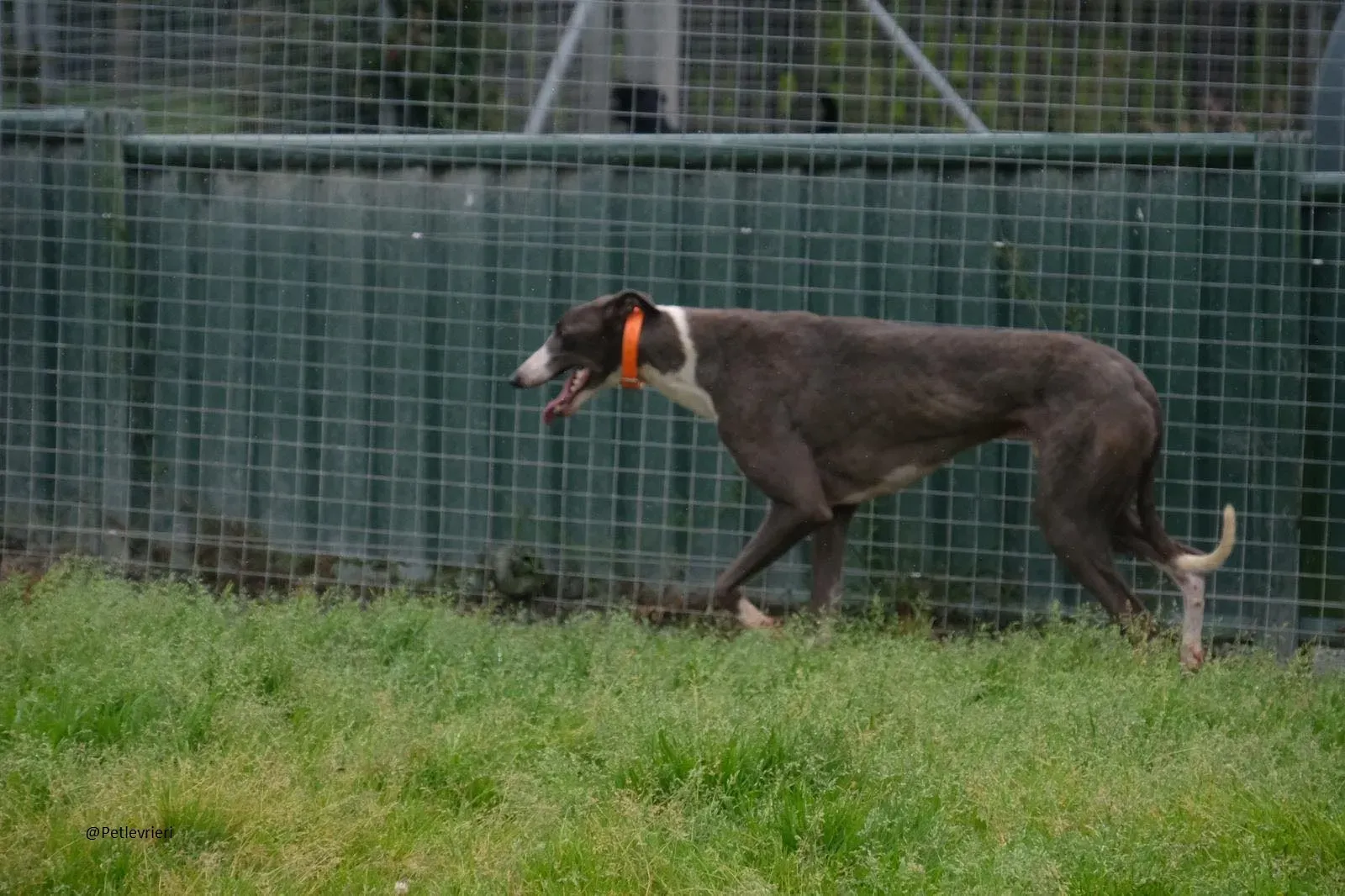 Boots Greyhound Adozione levrieri 14