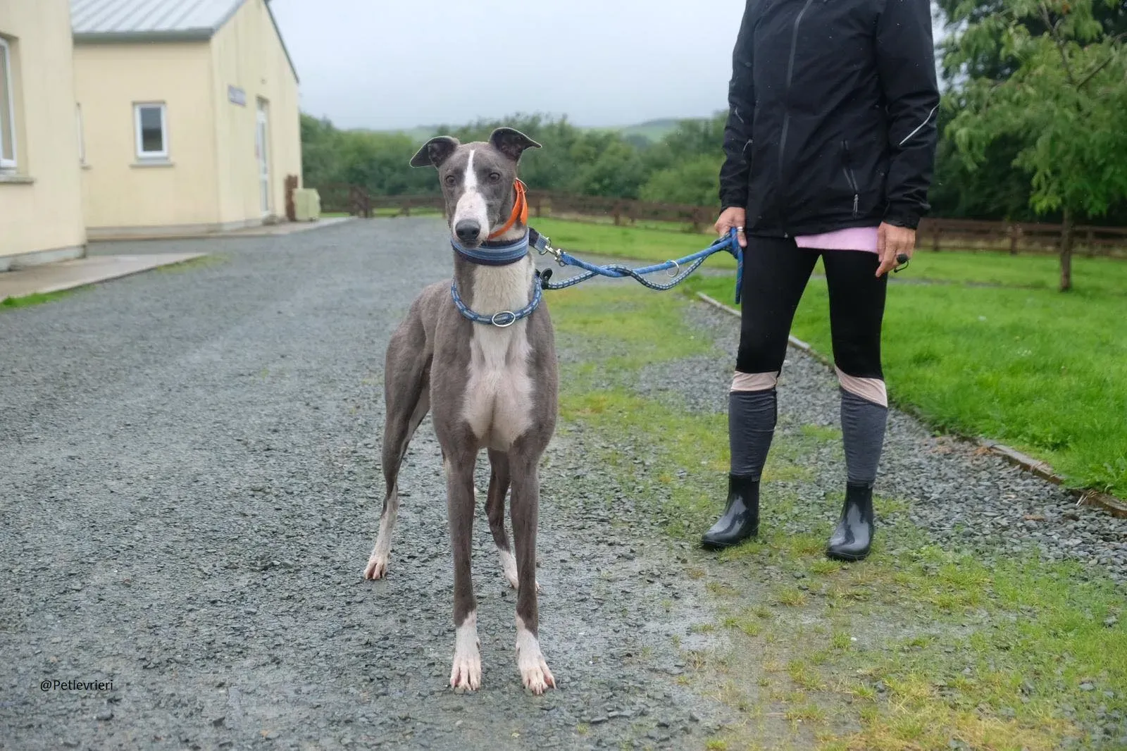 Boots Greyhound Adozione levrieri 15