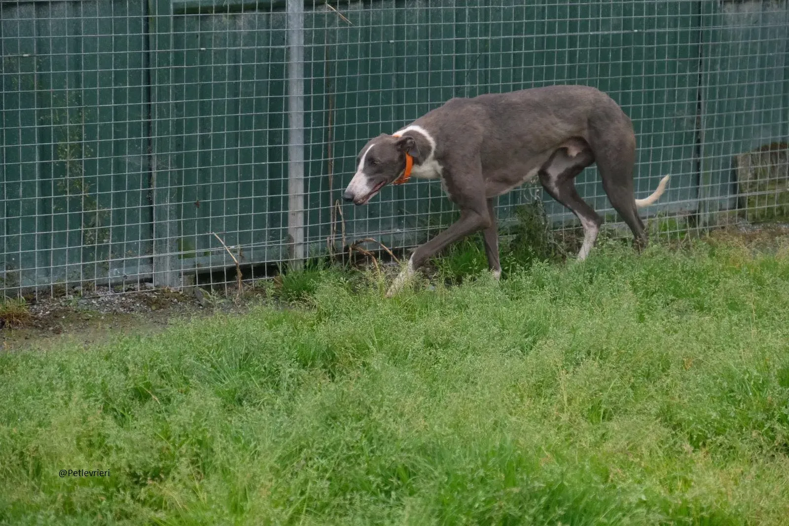 Boots Greyhound Adozione levrieri 16