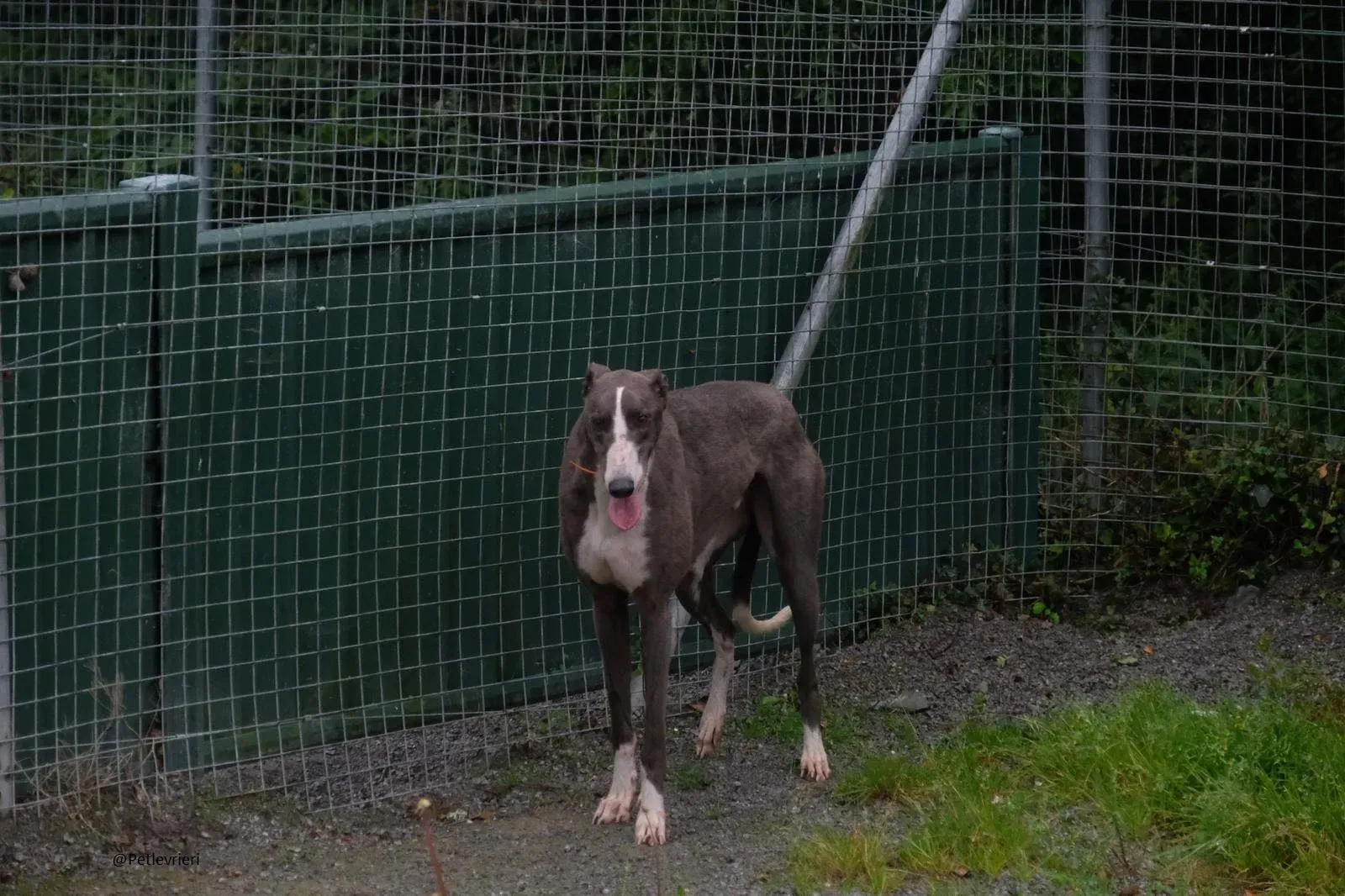 Boots Greyhound Adozione levrieri 17