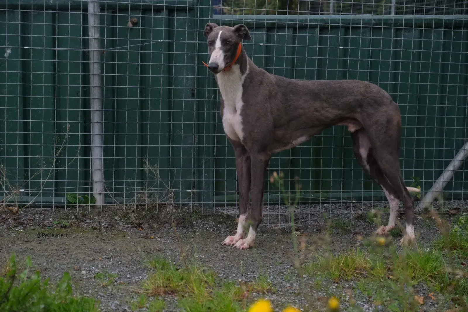 Boots Greyhound Adozione levrieri 18