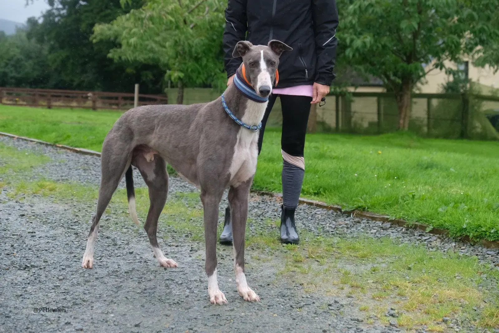 Boots Greyhound Adozione levrieri 19