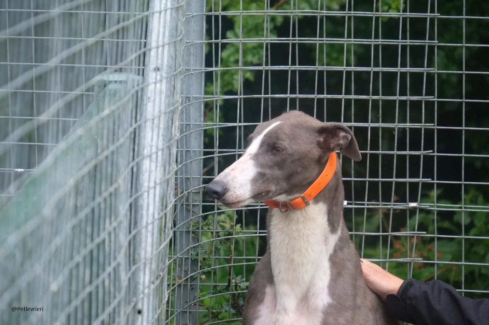 Boots Greyhound Adozione levrieri 2