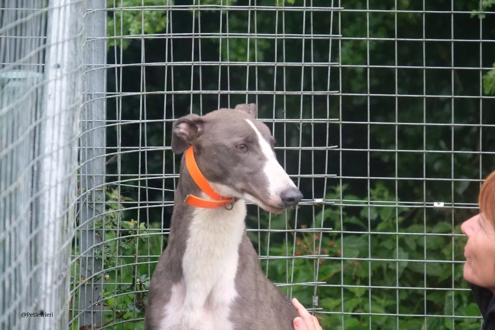 Boots Greyhound Adozione levrieri 20