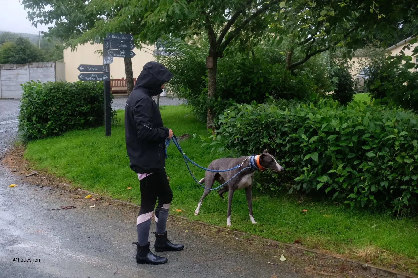 Boots Greyhound Adozione levrieri 21