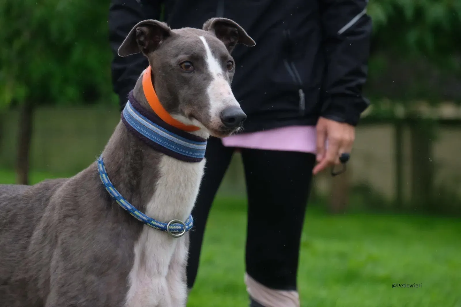 Boots Greyhound Adozione levrieri 22