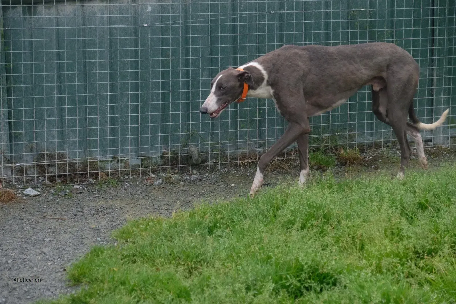 Boots Greyhound Adozione levrieri 23