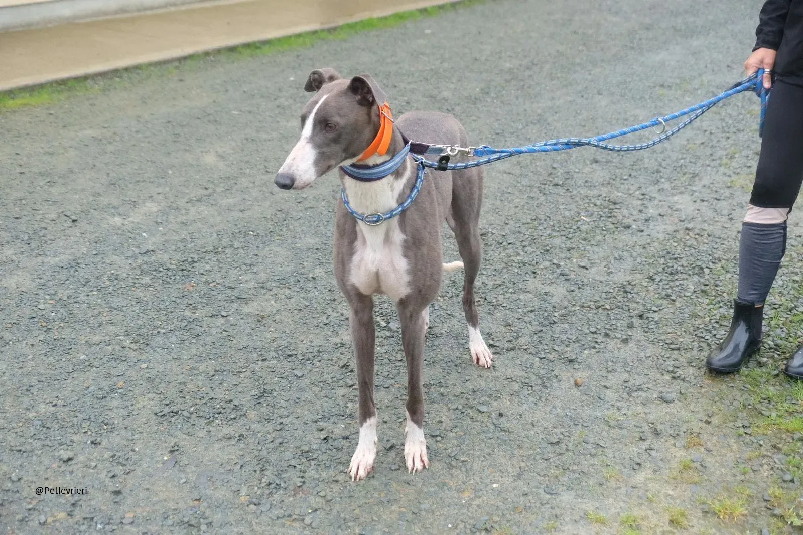 Boots Greyhound Adozione levrieri 24