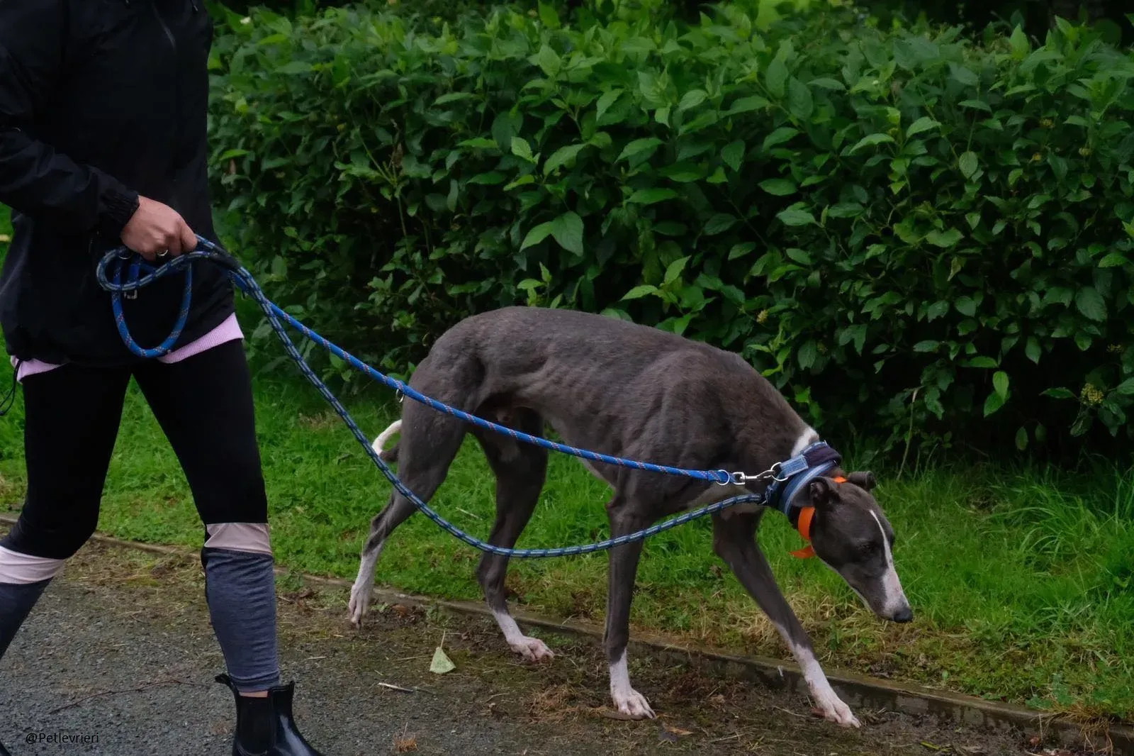 Boots Greyhound Adozione levrieri 3