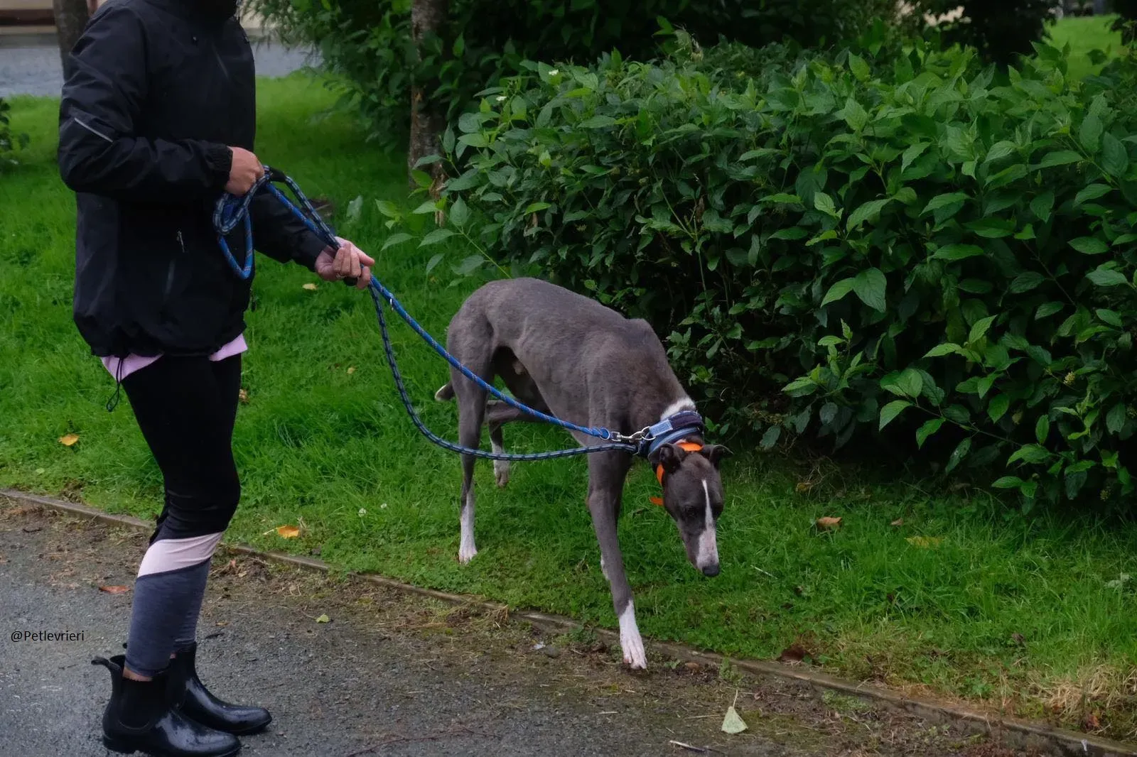 Boots Greyhound Adozione levrieri 4