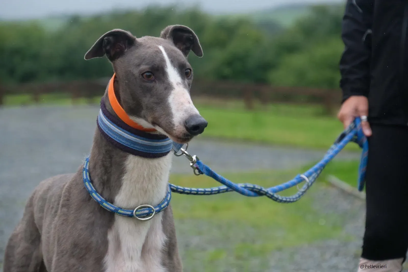 Boots Greyhound Adozione levrieri 5