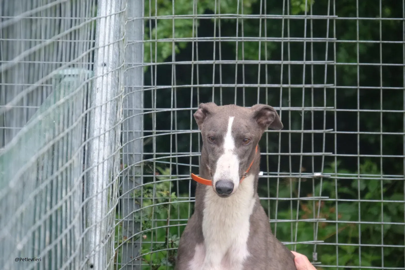 Boots Greyhound Adozione levrieri 6