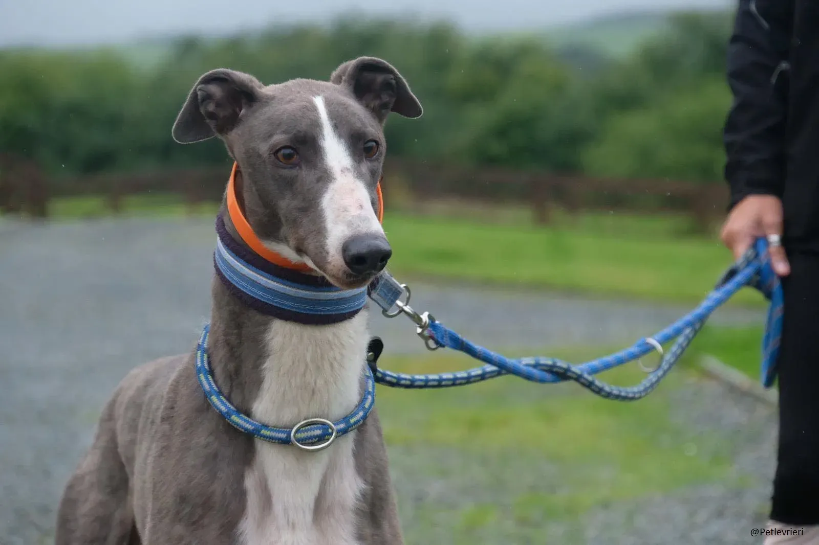 Boots Greyhound Adozione levrieri 7