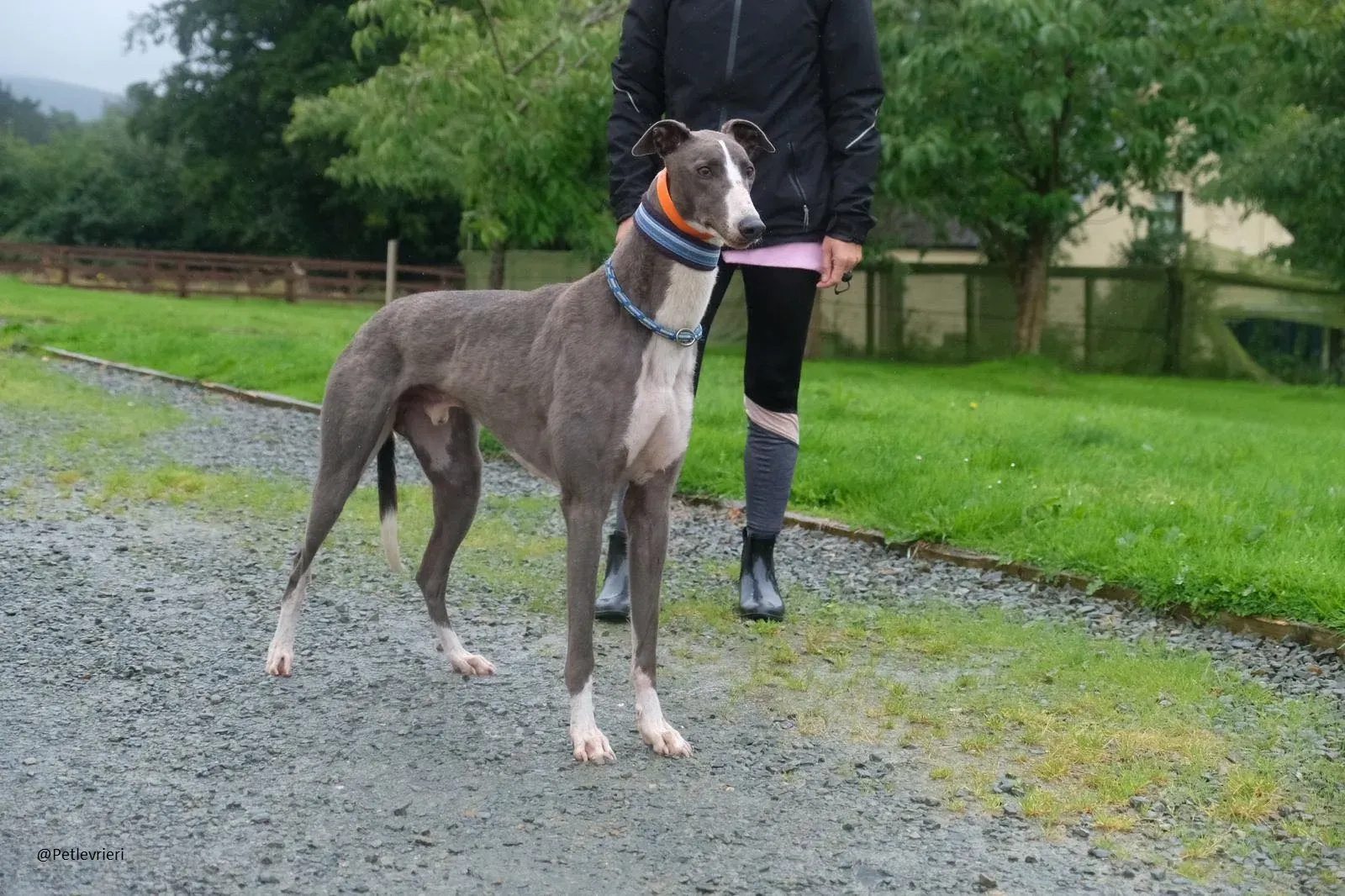 Boots Greyhound Adozione levrieri 8