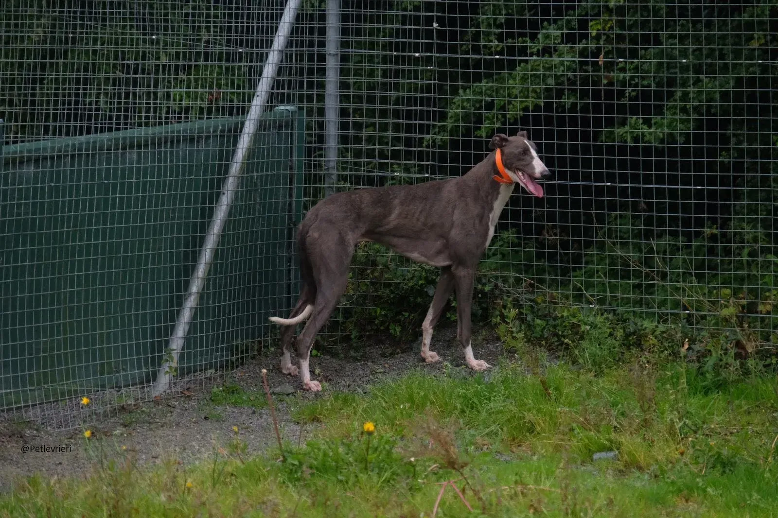 Boots Greyhound Adozione levrieri 9