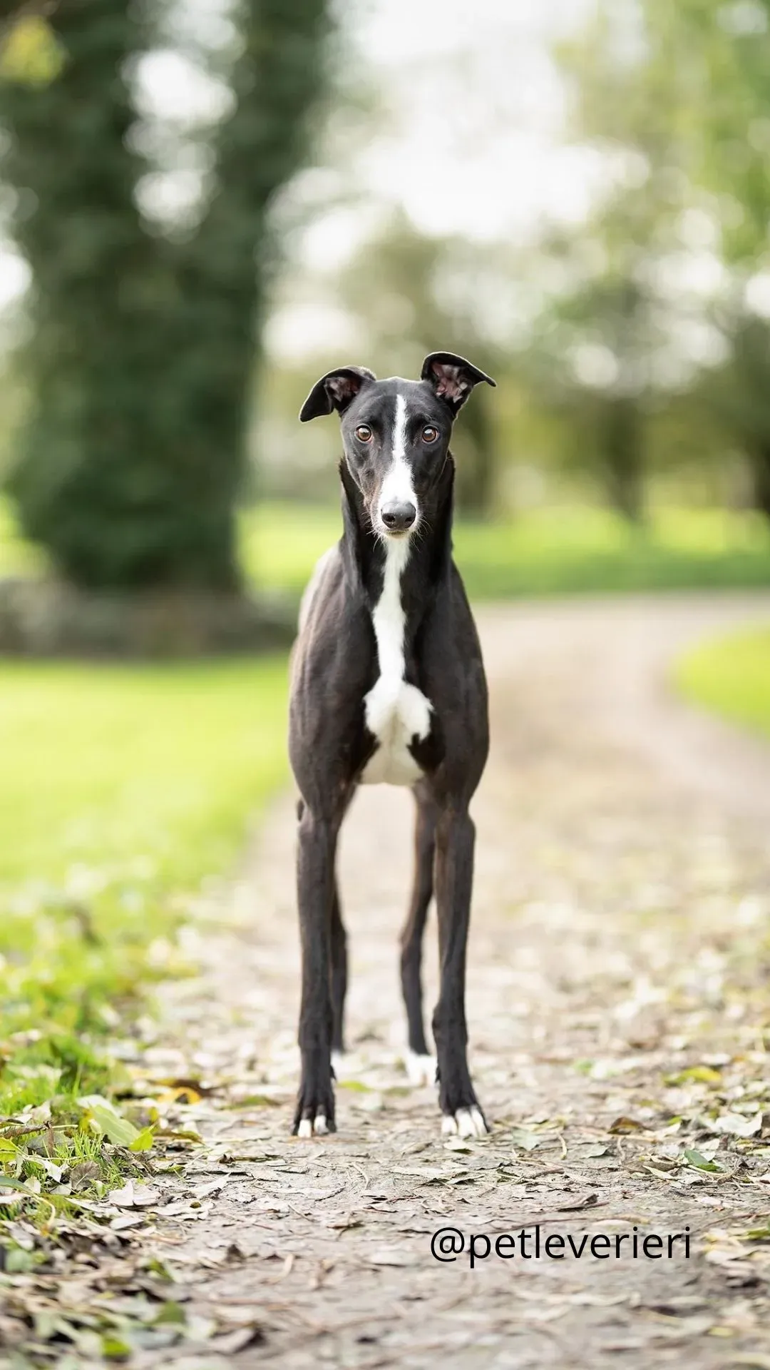 Boots adozione greyhound pet levrieri 5