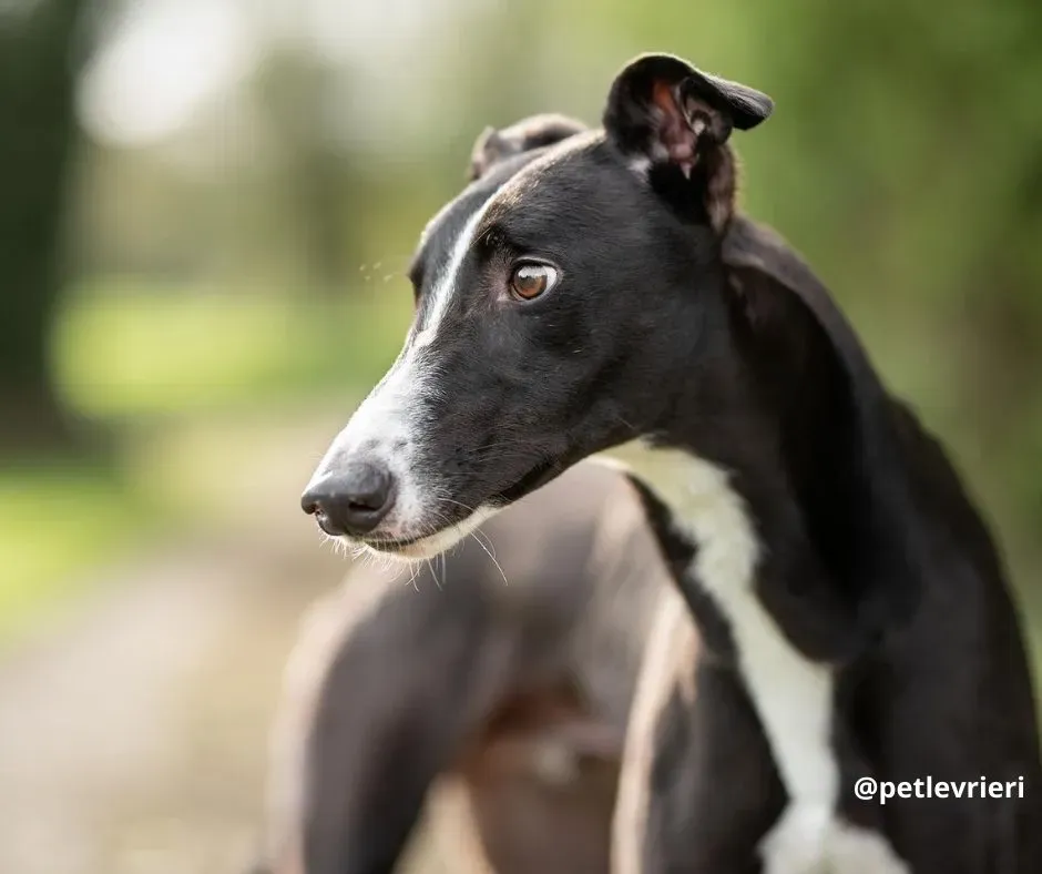 Boots adozione greyhound pet levrieri 6