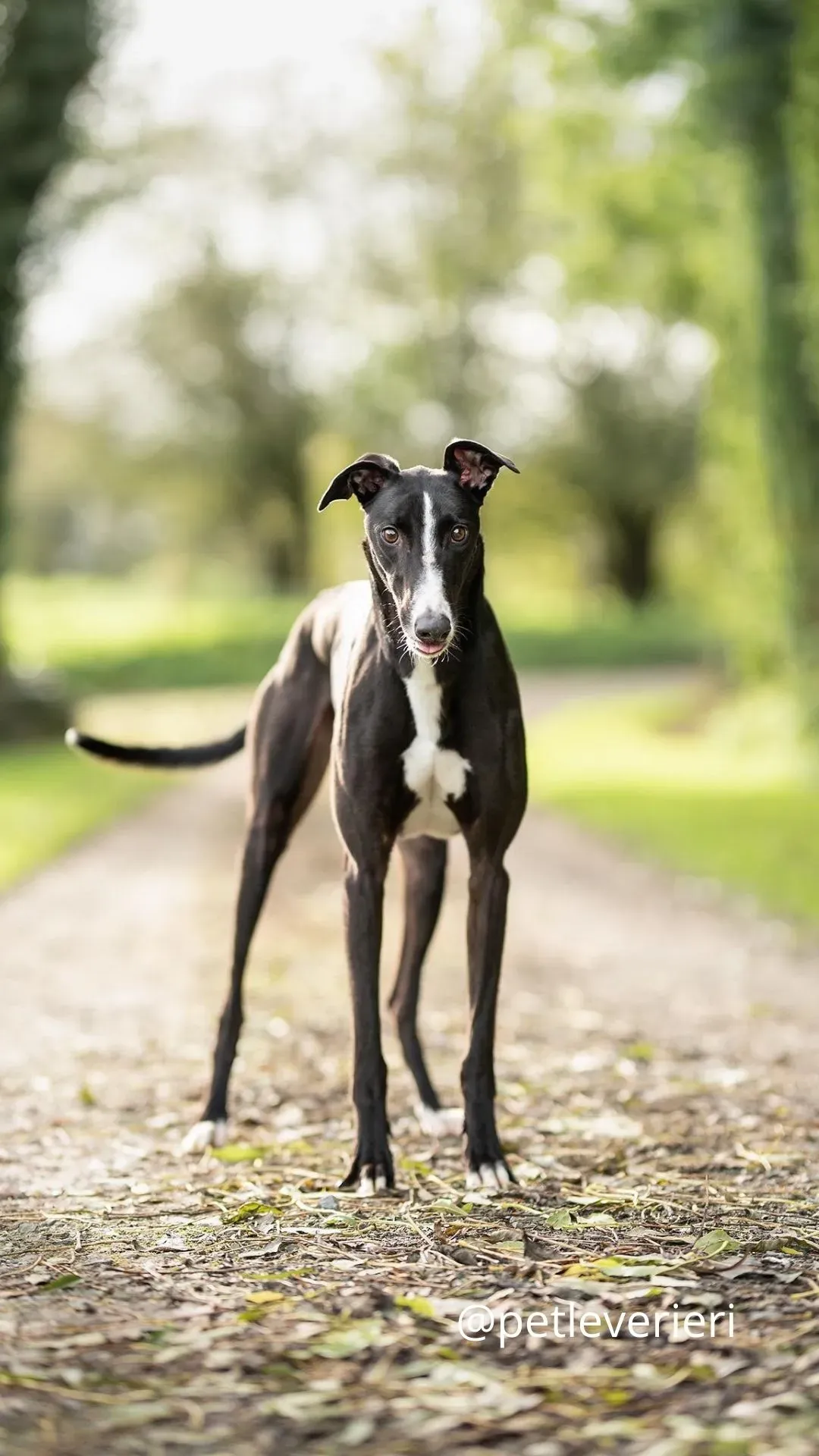 Boots adozione greyhound pet levrieri 7