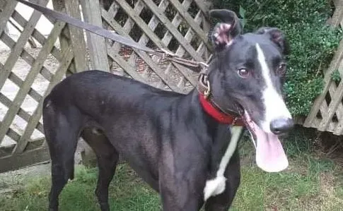 Boots adozione levrieri greyhound 1 e1632300229822