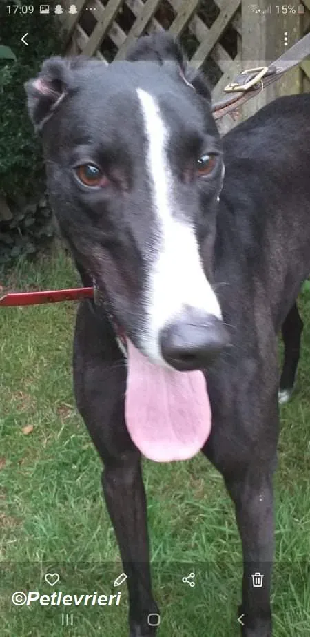 Boots adozione levrieri greyhound 2