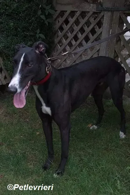 Boots adozione levrieri greyhound 3