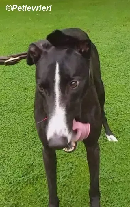 Boots adozione levrieri greyhound 4