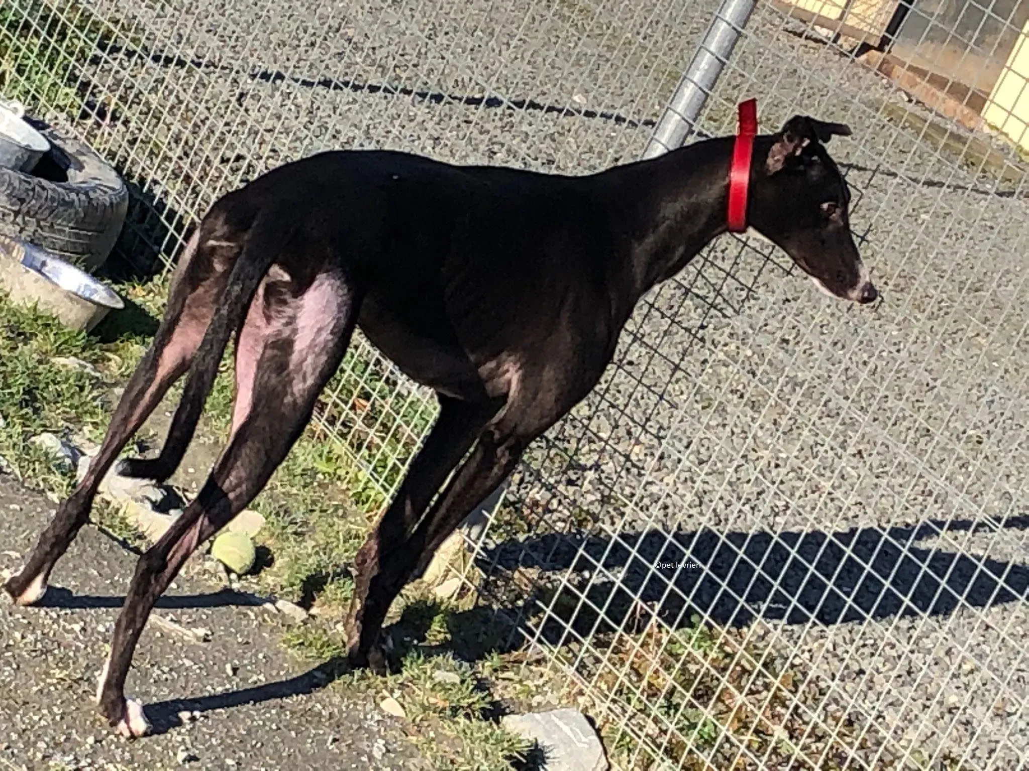 Boots adozione levriero greyhound1