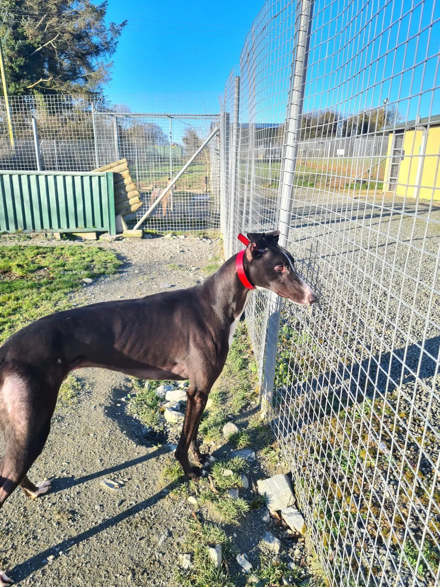 Boots adozione levriero greyhound2